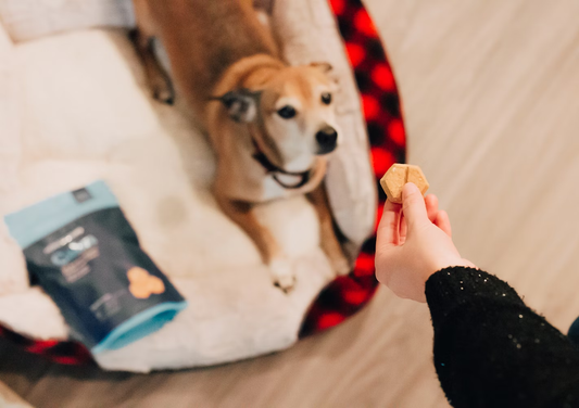 dog laying in dog bed looking up at owner’s hand holding a treat