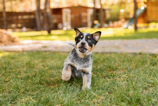 Australian cattle puppy facing the camera in a grass patch with a paw up