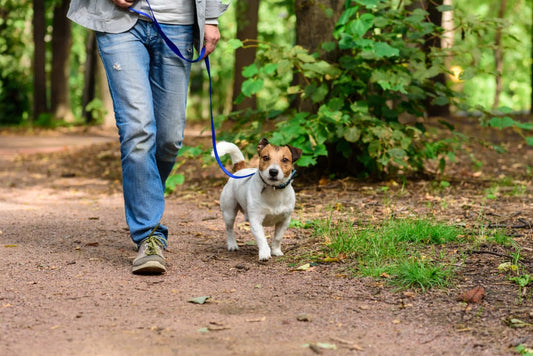 man walking dog on a loose leash on a wooded trail