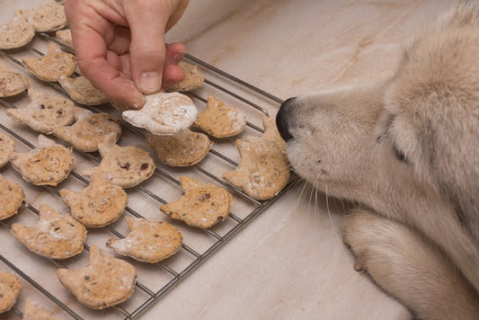 dog with face on counter to smell freshly baked treats cooling