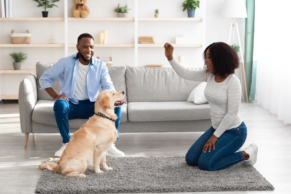 man sitting on couch. woman on rug in front of couch training retriever and offering a treat