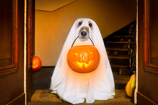 dog in a ghost costume in a doorway holding a jack-o-lantern bucket in its mouth