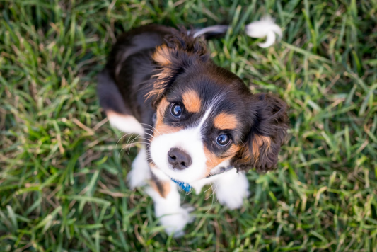 puppy sitting in the grass looking upwards towards the camera 