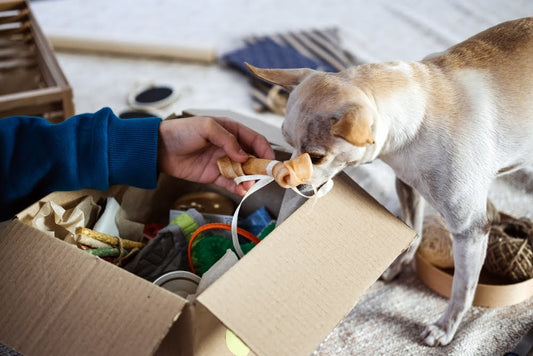 kid holding a treat from a subscription box white dog sniffs inside for other goodies