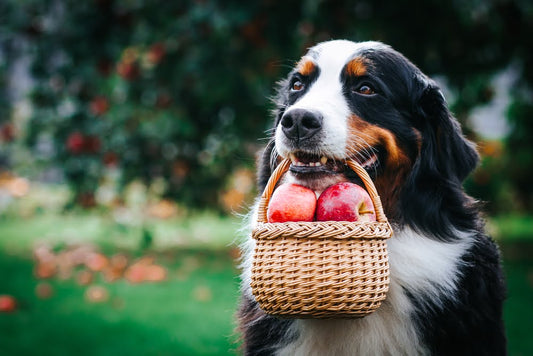 Bernese mountain dog with a basket of apples in its mouth