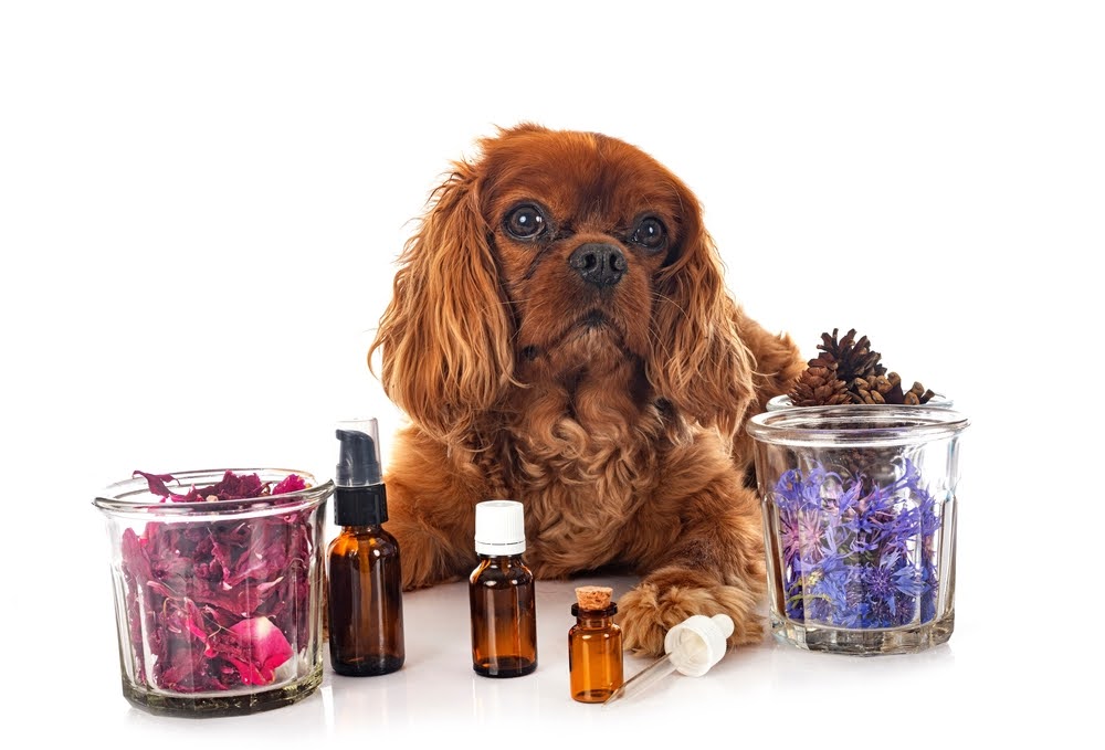dog laying down with a mix of holistic treatments in flower and tincture form in front of them
